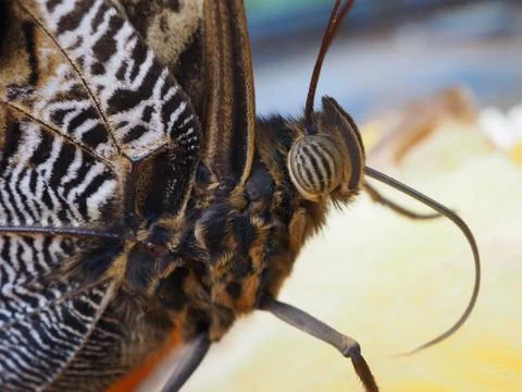 Butterfly closeup 스톡 사진