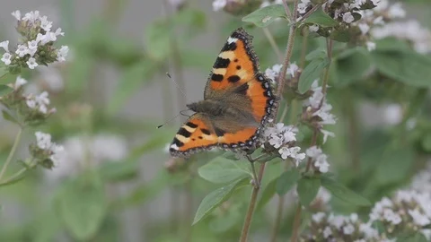 Butterfly Closeup - Pollinator - Small Tortoiseshell Sucking Nectar From Flower Stock Footage 119437693