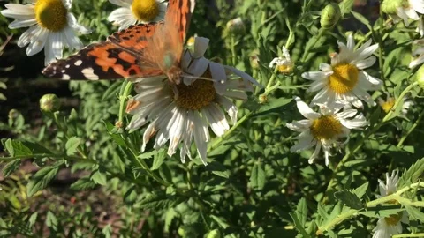 Butterfly Closeup in Sunshine 스톡 동영상 80267195
