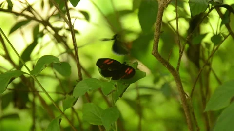 Butterfly closeup view Stock Footage 46024610