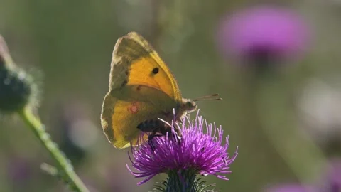 Butterfly Clouded Yellow and Honeybee on Purple Thistle in Sunlight. Stock Footage 320642976