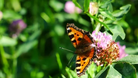 A butterfly on a clover flower eats nectar. Video stock 155861167