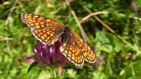 Butterfly on the clover Stock Footage