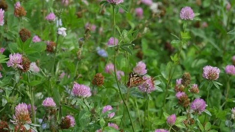 Butterfly on a clover glade. 스톡 동영상 116547343