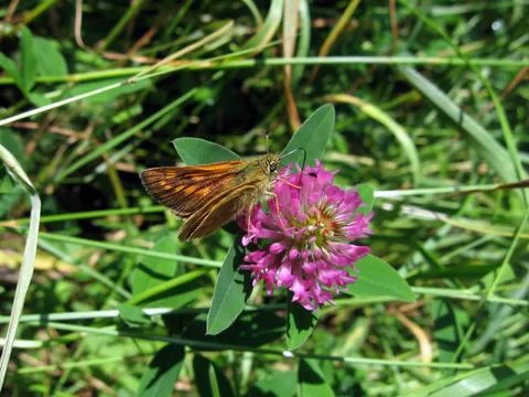 Butterfly on clover Foto stock