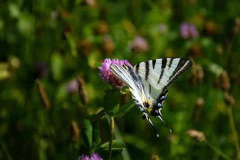 Butterfly on clover Stock Photos