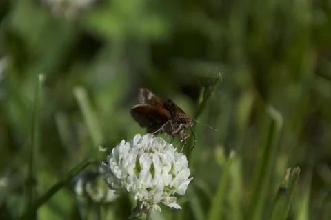 Butterfly on Clover Stock Photos