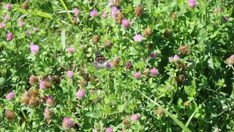 Butterfly in the clovers field Stock Footage 135683051