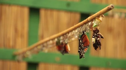 Butterfly cocoon Stock Footage 46941759