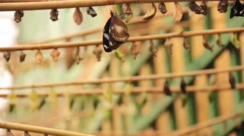 Butterfly cocoon Stock Footage 46946365