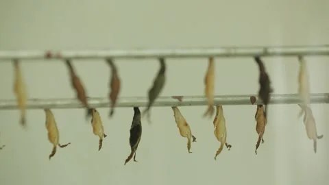 Butterfly cocoon hanging in two row on in museum, butterflies before birth. Stock Footage 207478437