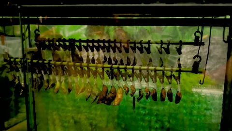 Butterfly cocoon in the incubator. selective focus. Stock Footage 267872007