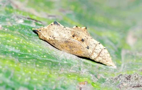 Butterfly cocoon Foto stock