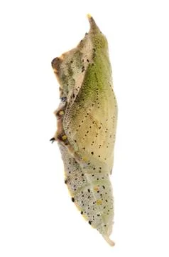 Butterfly cocoon Foto stock