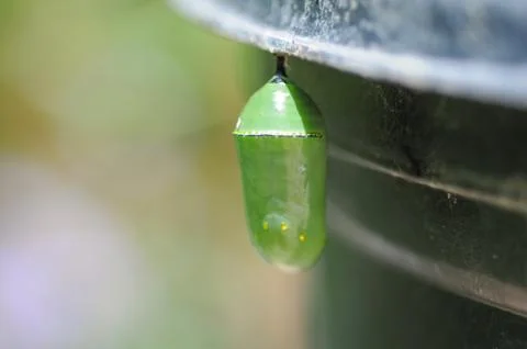 Butterfly cocoon Stock Photos