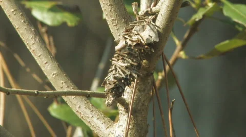 Butterfly Cocoon on tree limb