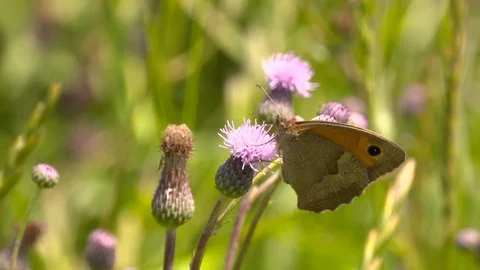 Butterfly Coenonympha Glycerion flying from a flower Stock Footage