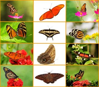 Butterfly Collage Stock Illustration