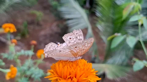 Butterfly collecting nectar from a flower Stock Footage 317516623