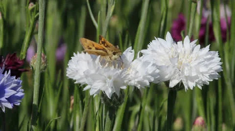Butterfly collecting nectar Video stock 22841113