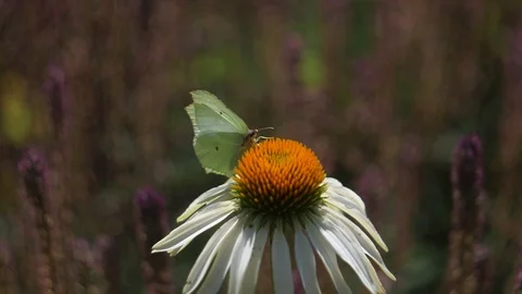 Butterfly collecting nectar Stock Footage 106299555
