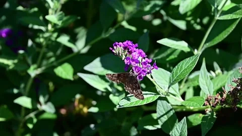 Butterfly collecting pollen Stock Footage 249554114