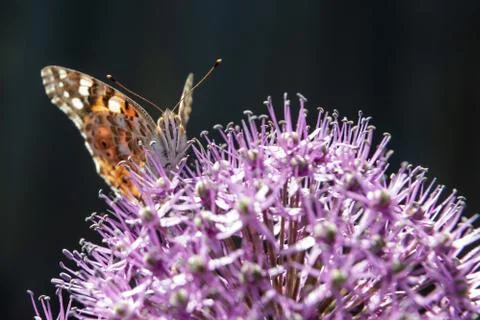 The butterfly collects nectar from a flower of a decorative bulb. Stock Photos
