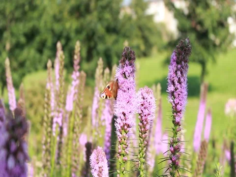 Butterfly collects nectar on flowers Stock Footage 80026009