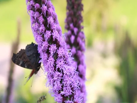 Butterfly collects nectar on flowers Stock Footage 80026038