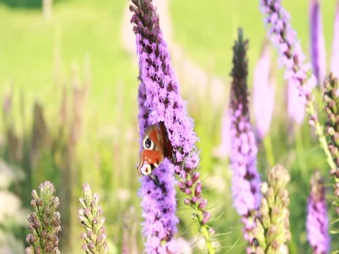 Butterfly collects nectar on flowers Stock Footage 80026052