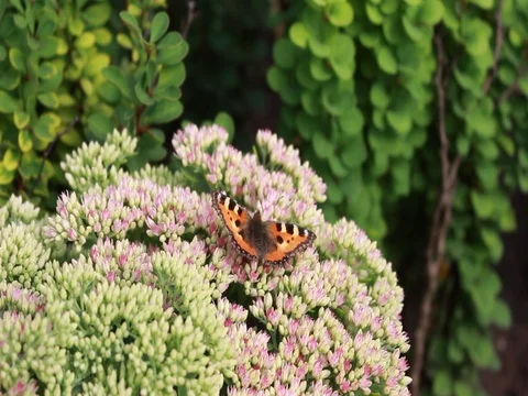 Butterfly collects nectar on flowers Stock Footage 80026202