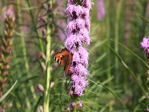 Butterfly collects nectar on flowers Stock Footage 80026232
