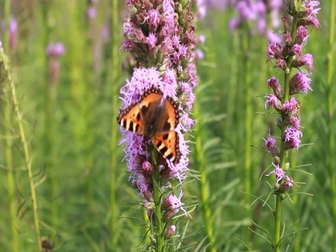 Butterfly collects nectar on flowers Stock Footage 80026247
