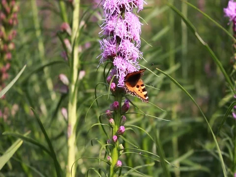 Butterfly collects nectar on flowers Stock Footage 80026271