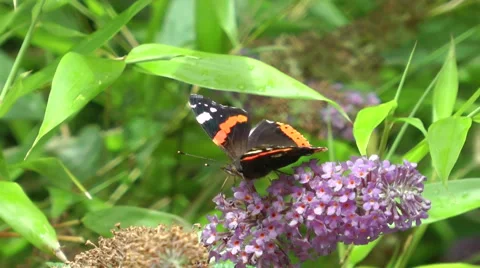 Butterfly collects nectar. Stock Footage 65990858