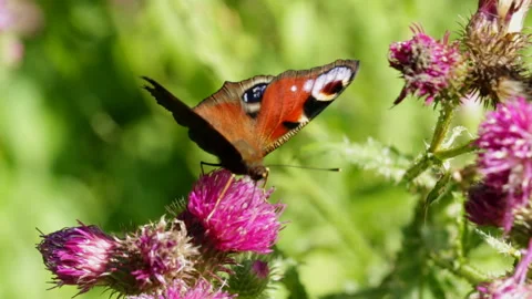Butterfly collects nectar, macro Stock Footage 147728175