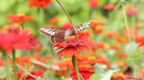 Butterfly collects nectar on red flower Stock Footage 10845079
