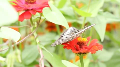 Butterfly collects nectar on red flower Stock Footage 10845376