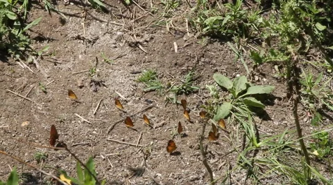 Butterfly colony Video stock 40359246