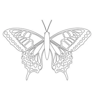 Butterfly coloring book for children in black and white isolated on a white.. Stock Illustration
