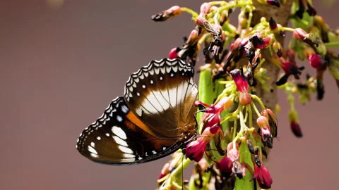 A butterfly in a combination of brown and white perched on averrhoa bilimbi.. Stock Footage 234954457