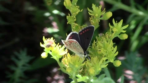 Butterfly in the company of a bee 스톡 동영상 106266580