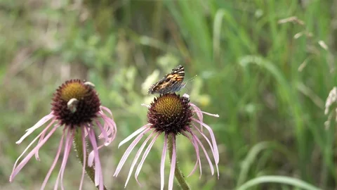 Butterfly competes with other bugs for nectar. Video stock 123443192