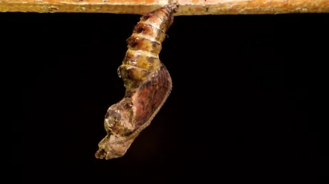 Butterfly completes metamorphosis and separates from pupal case in time lapse Stock Footage 68144861