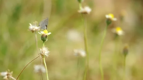 Butterfly is consuming the nectar Stock Footage 48805586