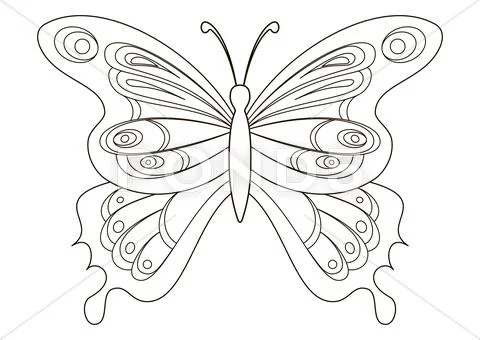 Butterfly, contours Stock Illustration