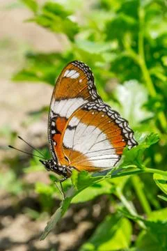 Butterfly on corainder Stock Photos