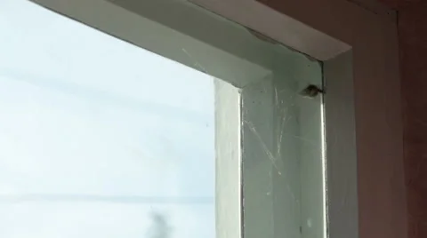 Butterfly in the corner of the window in the web Stock Footage 60563565