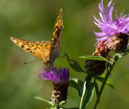 Butterfly on Cornflower Stock Photos