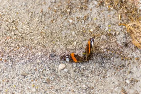Butterfly corpse with broken wings on the pavement Stock Photos